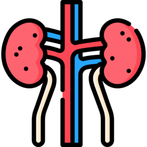 Kidneys Bladder Prostate And Genital Organs